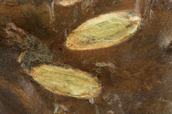 Two Unidentified Fossil Seeds From North Dakota - Paleocene #95362